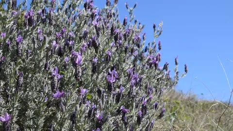 French lavender Stock Footage 150728498