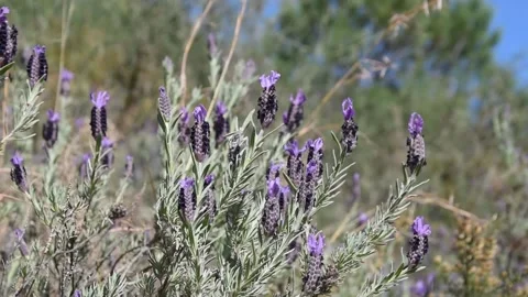 French lavender Stock Footage 150732640