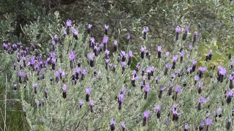 French lavender Stock Footage 150736064