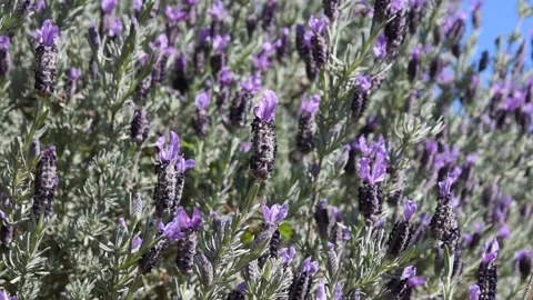 French lavender Stock Footage 150978511