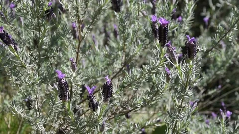 French lavender Stock Footage 151553583