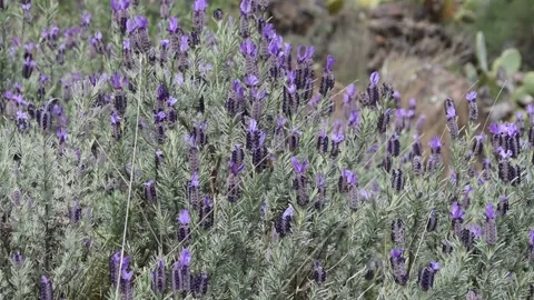 French lavender Stock Footage 151826029
