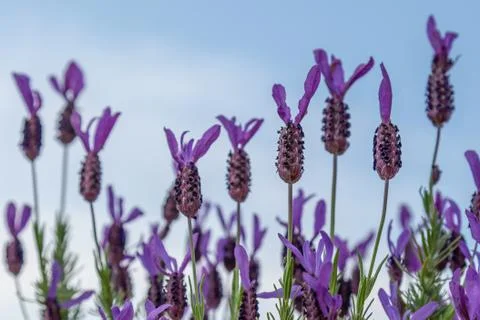 French Lavender Stock Photos