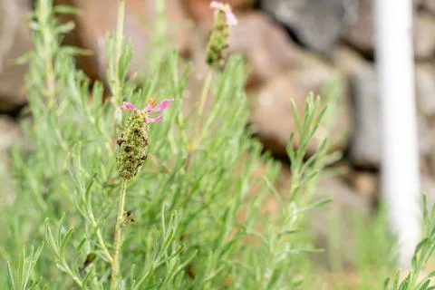 French Lavender Stock Photos