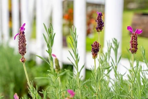 French Lavender Foto stock