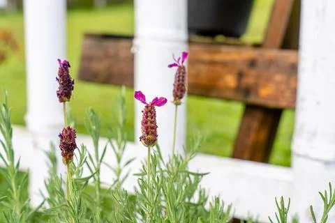 French Lavender Foto stock
