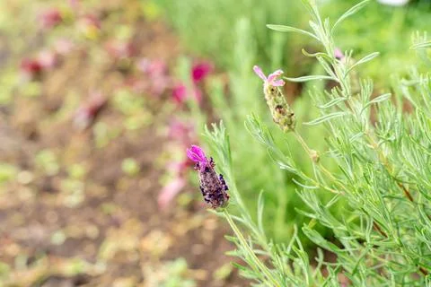 French Lavender Stock Photos
