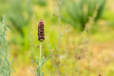 French Lavender Stock Photos