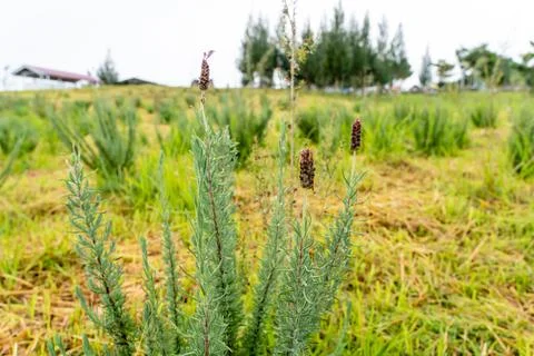 French Lavender Stock Photos