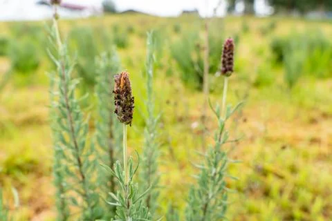 French Lavender Stock Photos