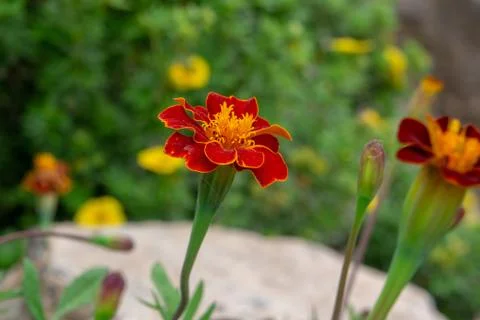 French marigold close-up Stock Photos