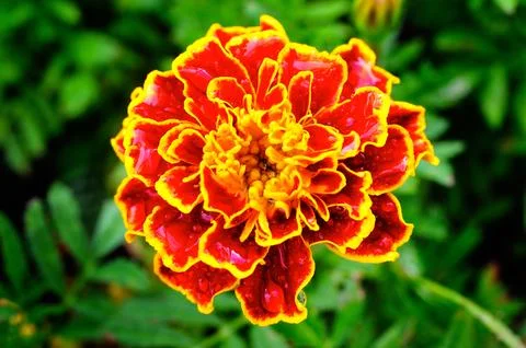 French Marigold in Dew Stock Photos