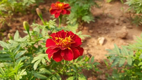 The French marigold flower. Stock Footage 146642742