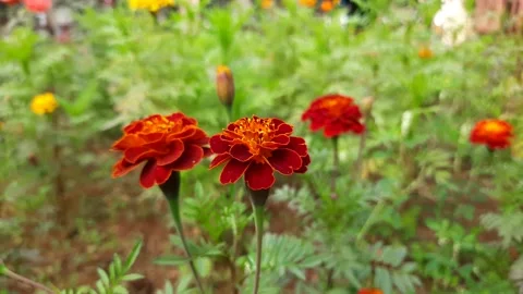 French marigold flower. Stock Footage 149180346