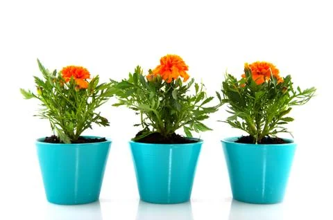 French marigold Stock Photos