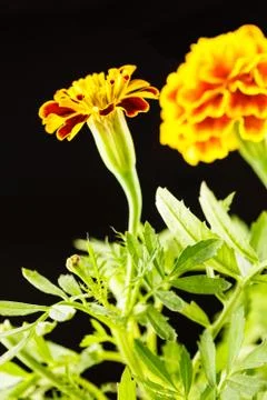 French Marigold Stock Photos