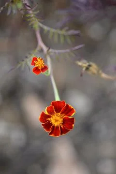 French marigold Stock Photos
