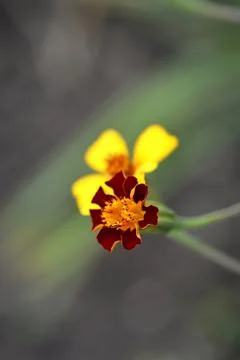French marigold Stock Photos