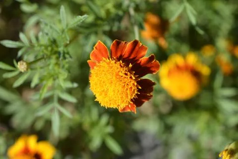French marigold Stock Photos