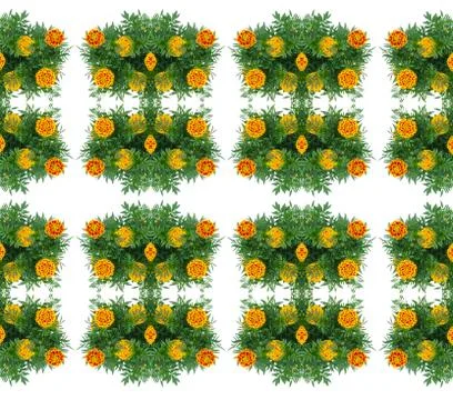 French marigold seamless pattern background Stock Illustration