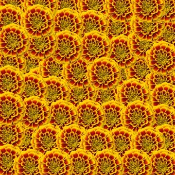 French marigolds background Stock Photos