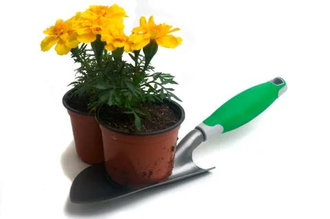 French marigolds Stock Photos