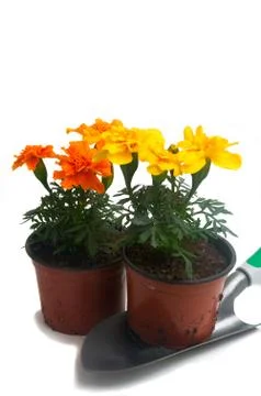French marigolds Stock Photos