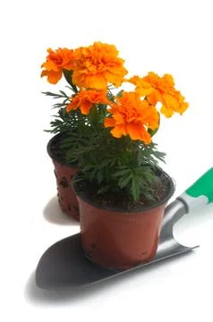 French marigolds Stock Photos