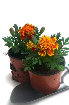 French marigolds Stock Photos