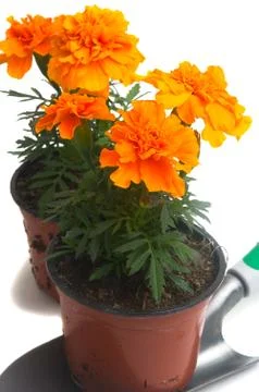 French marigolds Stock Photos