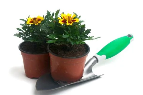 French marigolds Stock Photos