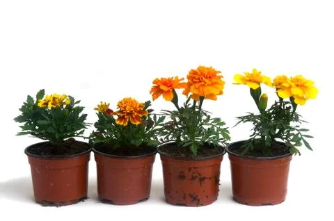 French marigolds Stock Photos
