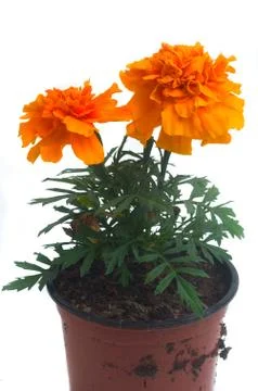 French marigolds Stock Photos