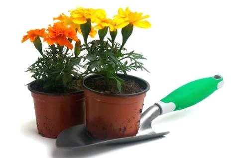 French marigolds Stock Photos