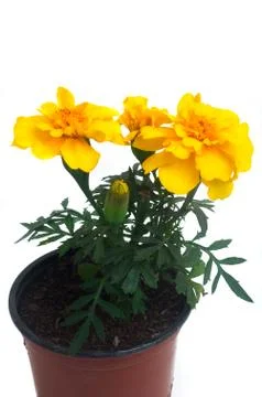French marigolds Fotos Stock