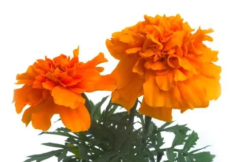 French marigolds Stock Photos