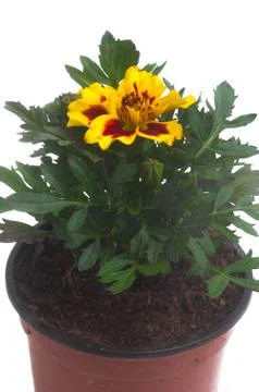 French marigolds Stock Photos