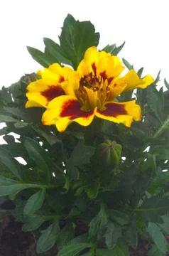 French marigolds Stock Photos