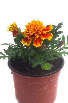 French marigolds Stock Photos