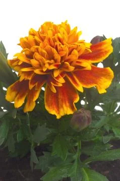 French marigolds Stock Photos