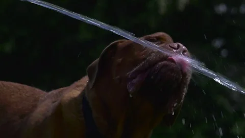 Dog Drinking Water Stock Footage ~ Royalty Free Stock Videos | Page 5