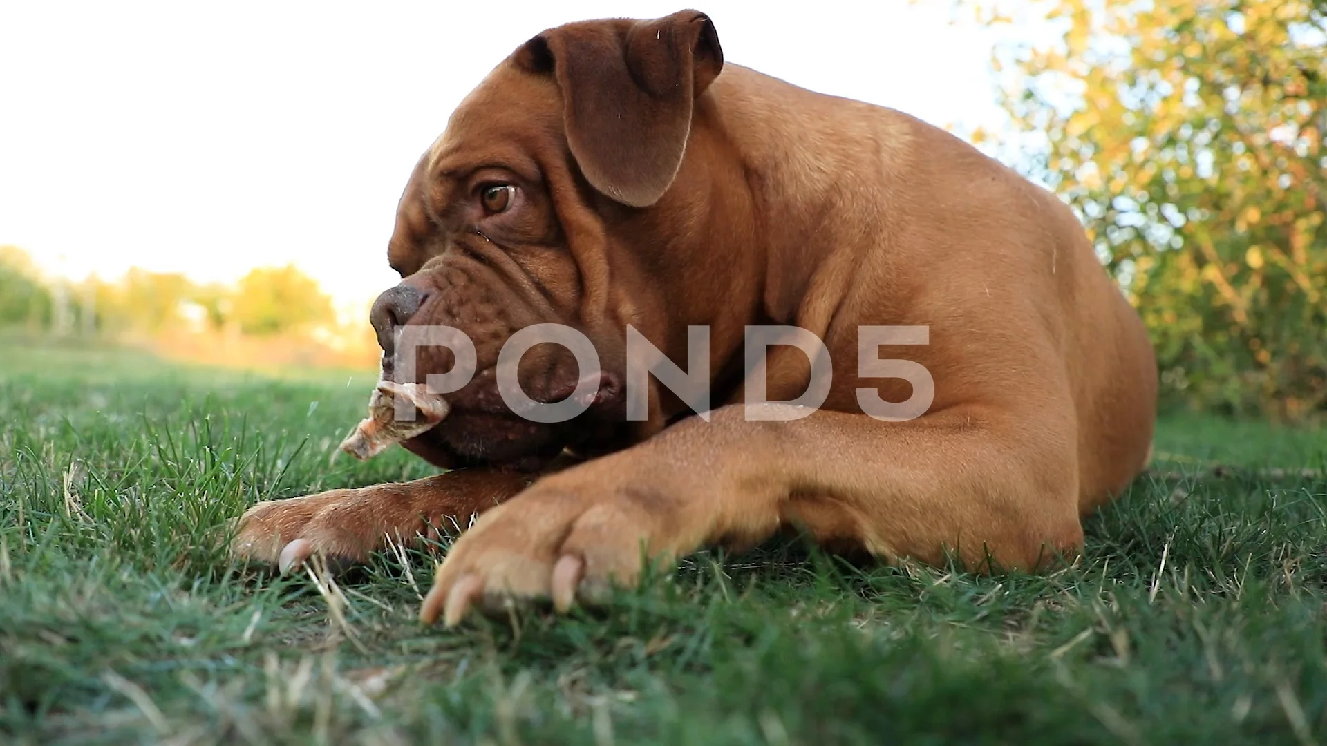 how much should a french mastiff eat