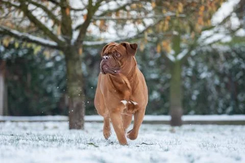 French mastiff walking in the snow Stock Photos