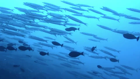French Polynesia mesmerizing underwater world boasts some of most colorful fish. Stock Footage 236806530