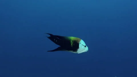 French Polynesia mesmerizing underwater world is filled with stunning fish. Stock Footage 236806539