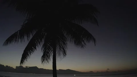French Polynesian Palm Tree at Night Stock Footage 168720210