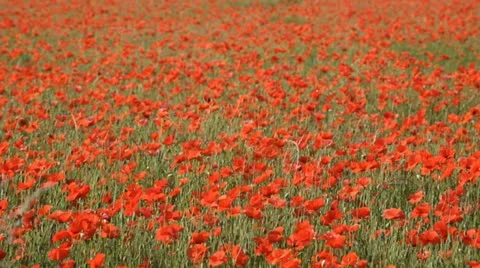 French poppy field Stock Footage 11519072