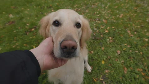 French retriever looking at camera while owner petting him Video stock 169488003