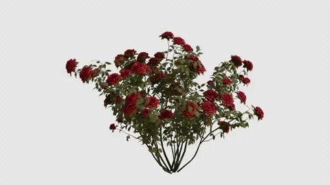 French Rose blowing in the wind Loop Animation. Alpha Channel Video stock 307632670