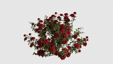 French Rose blowing in the wind Loop Animation. Alpha Channel Stock Footage 307632748